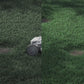 Segway Navimow X430 Robotic Lawnmower (3000m²)